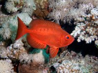 Crescent-Tail Bigeye squirrelfish. Solomon